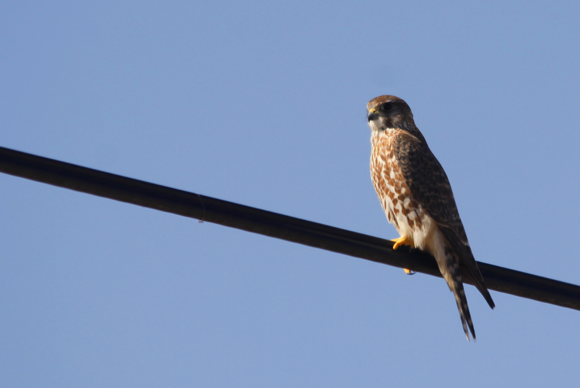 Merlin